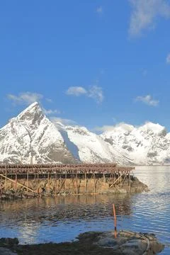 Cod heads drying in cold air. Sakrisoya island-Reine-Moskenes-Lofoten-NO Stock Photos