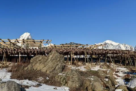 Cod heads drying in cold air. Reine-Lofoten-NO Stock Photos