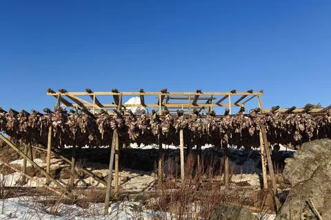 Cod heads drying in cold air. Reine-Lofoten-NO Stock Photos