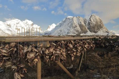 Cod heads drying in cold winter air to become stockfish. Sakrisoya island-NO Stock Photos