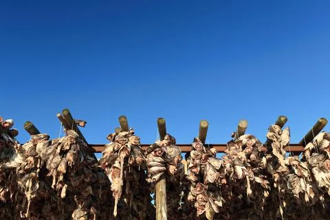 Cod heads drying in the winter cold air-sun. Reine-Lofoten-Nordland-N0 Stock Photos