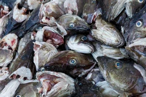 Cod heads Stock Photos