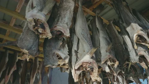 Cod hung out to dry to preserve the meat, traditional method, delicacy Stock Footage 162527328
