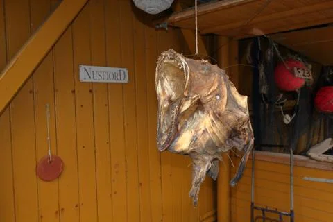 Cod in Nusfjord Stock Photos