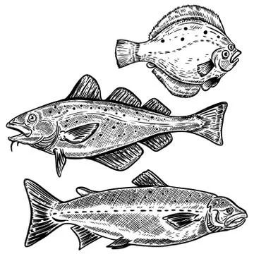 Cod, salmon, flounder fish illustrations isolated on white backg Illustrazione stock