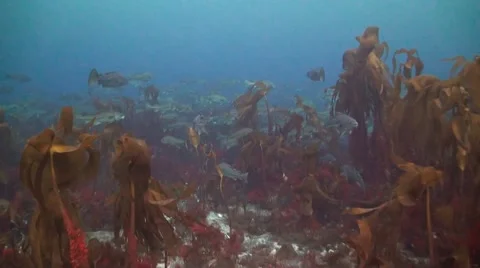 Cod on Spawning Grounds 스톡 동영상 42978580