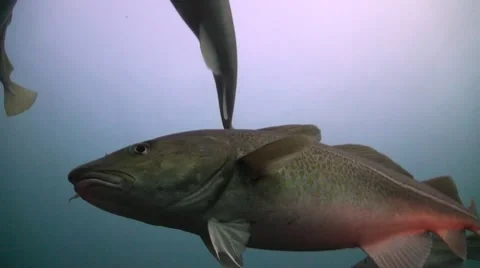 Cod on Spawning Grounds Swimming closeup Stock Footage