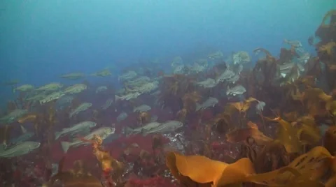 Cod on Spawning Grounds Swimming 스톡 동영상 42978587