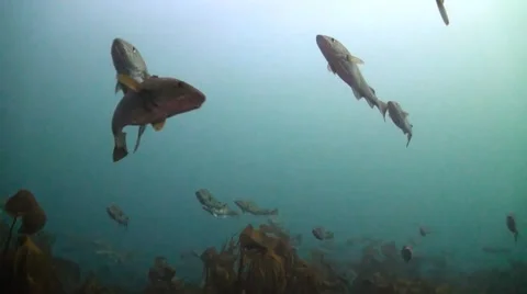 Cod on Spawning Grounds Swimming shot from bottom of ocean Vidéo 42978657