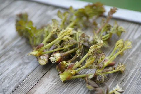 Cod sprouts Stock Photos
