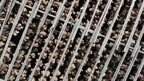 Cod stockfish drying on racks, Lofoten islands Norway Stock Footage 93539734