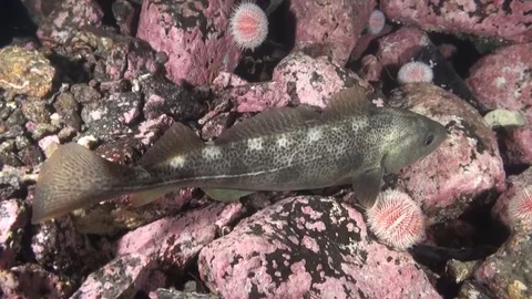 Cod / Torsk / Genus Gadus Video stock 82528980