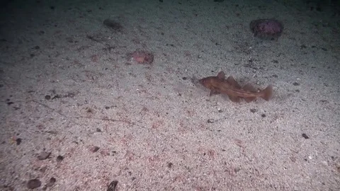 Cod / Torsk / Genus Gadus Video stock 82528985