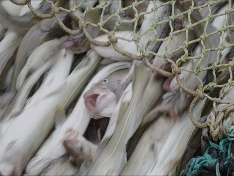 Cod is unloaded from the trawl into the hold. Close-up. Vidéo 84883786