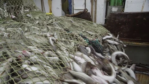 Cod is unloaded from the trawl into the hold. Vidéo 84892790