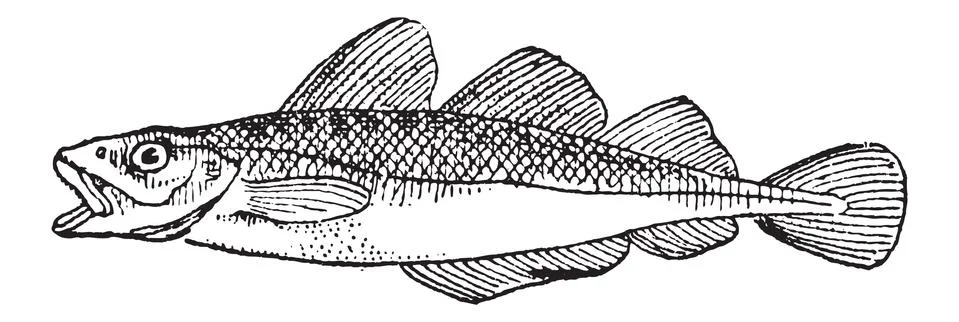 Cod, vintage engraving Stock Illustration