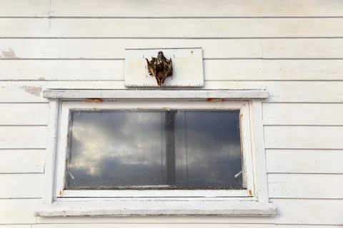 Cod on the window-lofoten-norway Foto stock