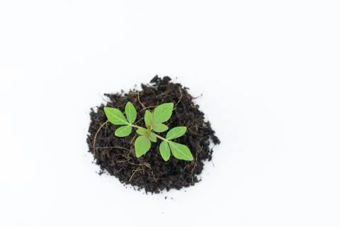 Code up a small tree that is ready to grow in a pile of soil on a white groun Stock Photos