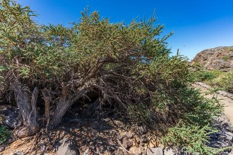 Codex plant closeup on top of the mountain Stock Photos