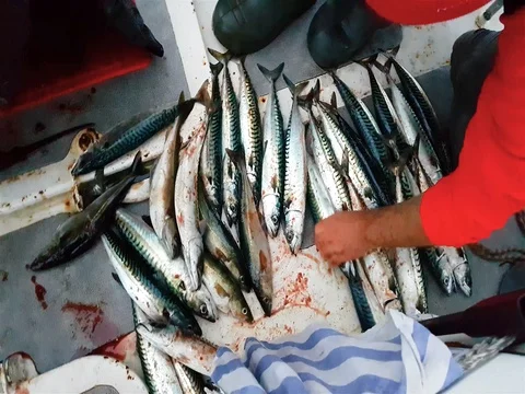 Codfish caught by yachtmen somewhere in Norway Stock Footage 72996732