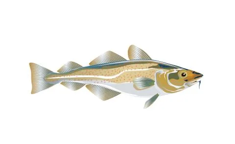 Codfish. Cod atlantic, vector illustration Stock Illustration