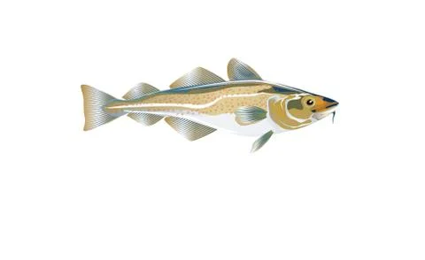 Codfish. Cod atlantic, vector illustration eps 10. Stock Illustration
