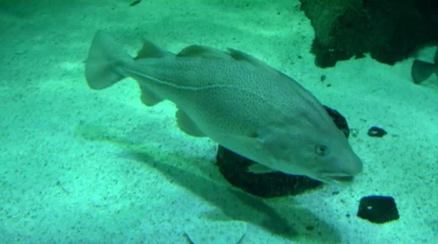 Codfish - Gadus morhua Stock Footage 38036756