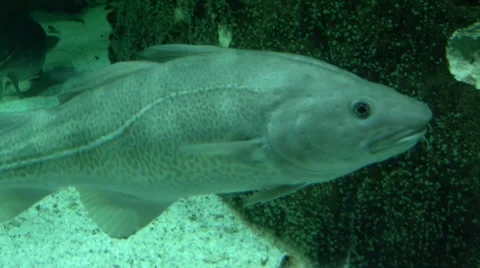 Codfish - Gadus morhua Stock-Footage 38041360