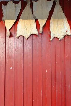 Codfish-stockfish hanging. Red wall of cottage. A i Lofoten-Sorvagen-NO Stock Photos