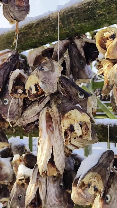 Codfishes drying on traditional wooden rack Stock Footage 269125059