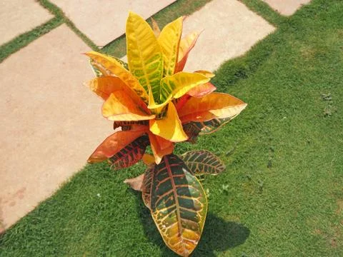Codiaeum Are evergreen trees, shrubs, and herbaceous plants. Common in Easter Stock Photos