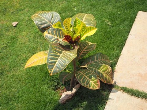 Codiaeum Are evergreen trees, shrubs, and herbaceous plants. Common in Easter Stock Photos
