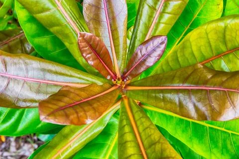 Codiaeum large and long leaves green and red background flora closeup Stock Photos