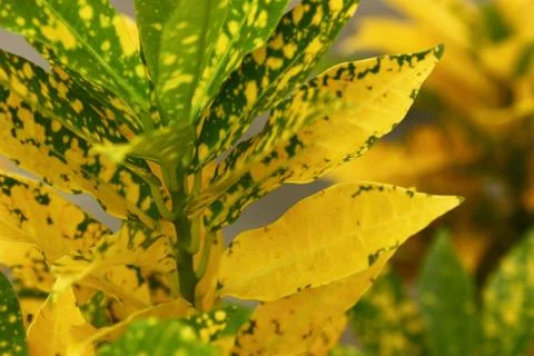 Codiaeum variegatium or croton selective focus blury background Stock Photos