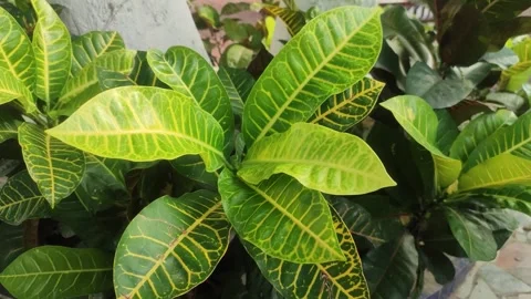 Codiaeum variegatum, Also known fire croton, garden croton, or variegated c.. Stock Footage 245727133