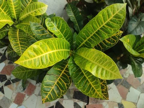 Codiaeum variegatum, Also known fire croton, garden croton, or variegated c.. Stock Photos