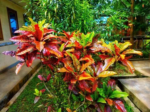 Codiaeum Variegatum Bi grows fresh in the garden behind the office Stock Photos