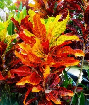 Codiaeum Variegatum Bi grows fresh in the home garden Stock Photos