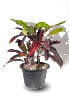 Codiaeum variegatum in decorative pot Stock Photos
