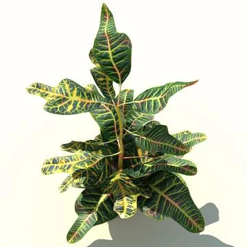Codiaeum variegatum (Florida Select) 3D Model