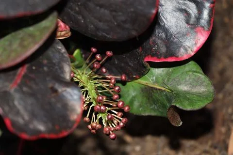 Codiaeum variegatum flower Stockfoto's