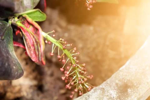Codiaeum variegatum flower Stockfoto's