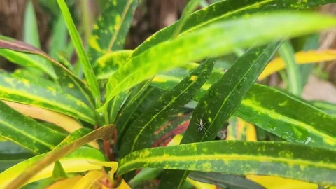 Codiaeum variegatum Stock Footage 302186053