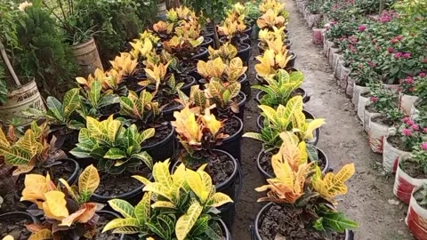 Codiaeum variegatum Stock Footage 306615279