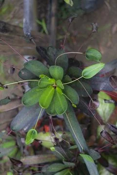 Codiaeum variegatum in the garden Stock Photos