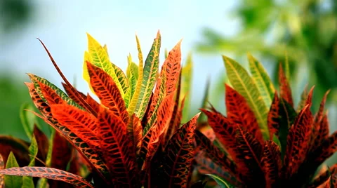 Codiaeum variegatum (L.) Blume .Orange Jessamine . Stock Footage 39984197
