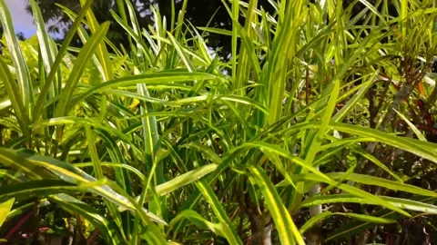 Codiaeum variegatum leaf dance video Stock Footage 157783592