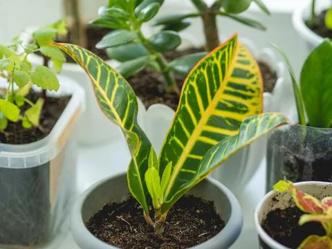 Codiaeum variegatum or fire croton, garden croton, or Croton variegatum. Grow Stock Photos