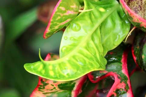 Codiaeum variegatum Foto stock