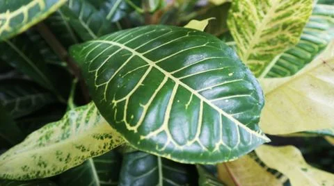 Codiaeum variegatum Stock Photos